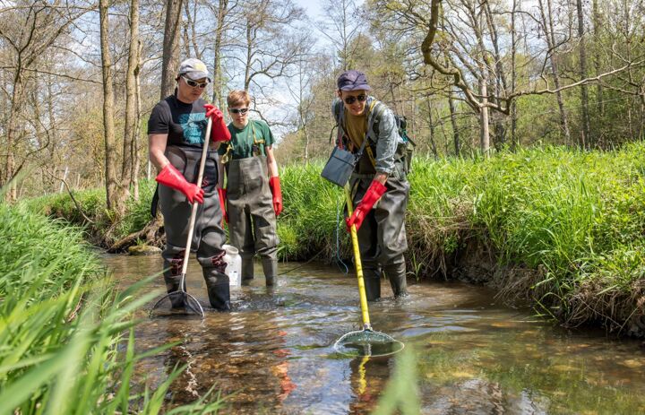 Mitarbeiter des Instituts für Hydrobiologie der TU Dresden führten eine schonende Elektrobefischung in den sächsischen Flussperlmuschelgewässern durch. - Link: Miniklein und doch riesengroß: Wichtiger Erfolg im Flussperlmuschelschutz in Sachsen